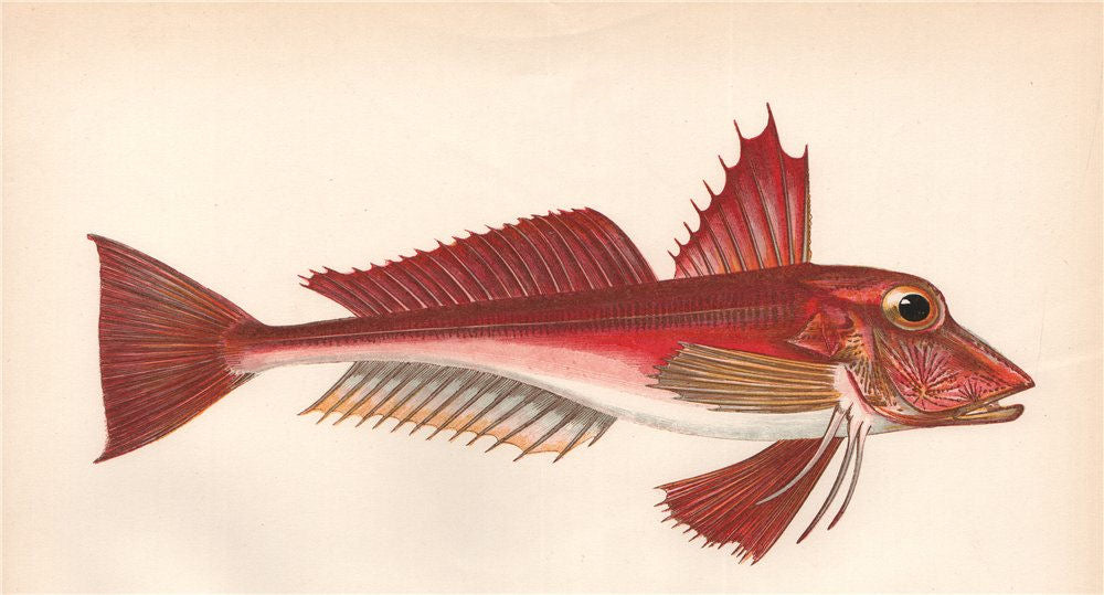 ELLECK. Red-Fish. Soldier. Red Gurnard. Rotchet; Trigla cuculus. COUCH 1862